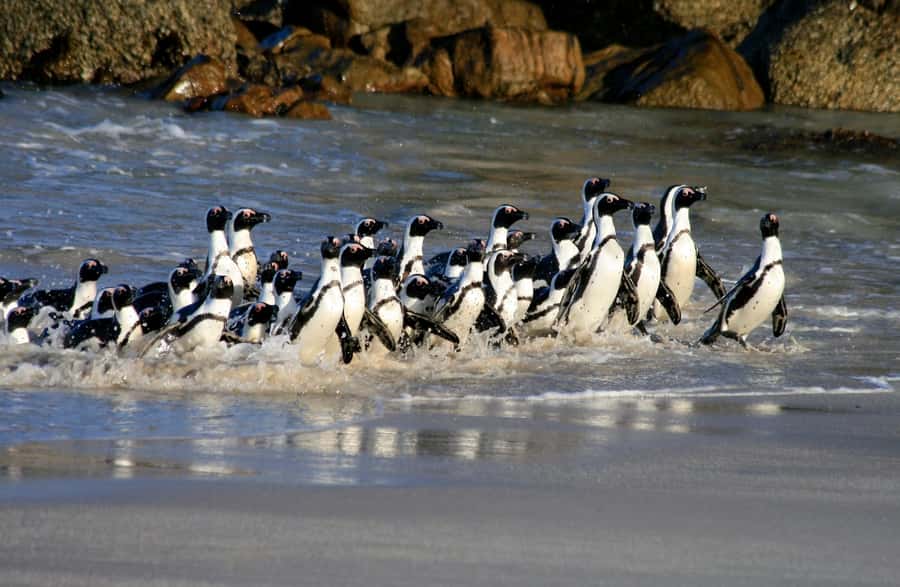Cape Town: Boulders Penguin Colony Prebooked Entry Ticket - Following the boardwalk to the penguins