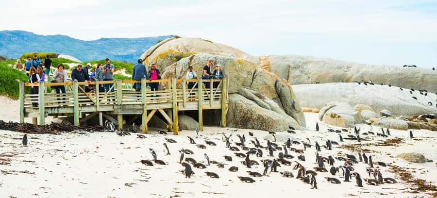 Cape Town: Boulders Penguin Colony Prebooked Entry Ticket - Should you book the Boulders Penguin ticket?