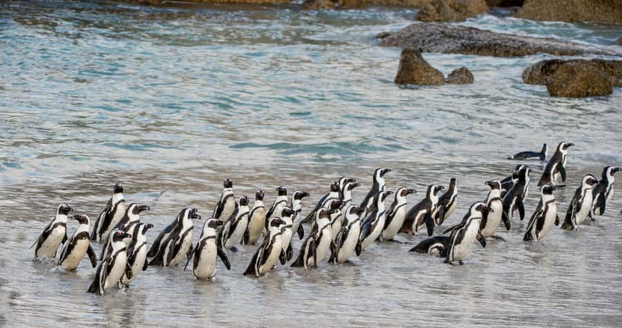 Cape Town: Boulders Penguin Colony Prebooked Entry Ticket - From the parking lot to the main entrance