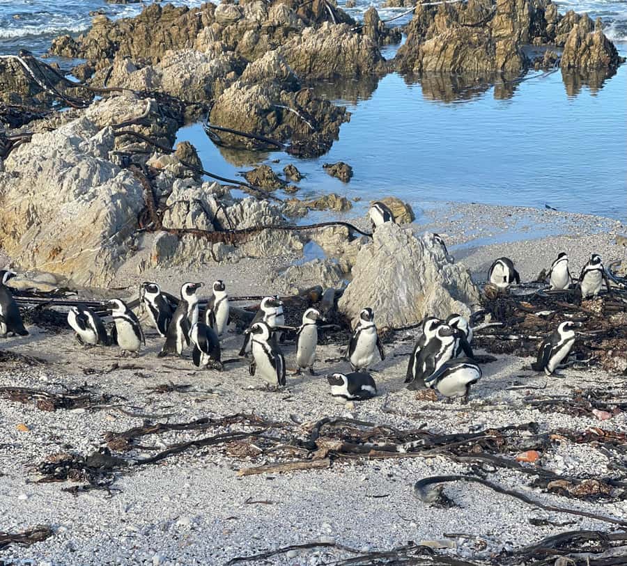 Cape Town: Cape Agulhas and Stony Point Penguin Tour - Practical advice for making the day comfortable