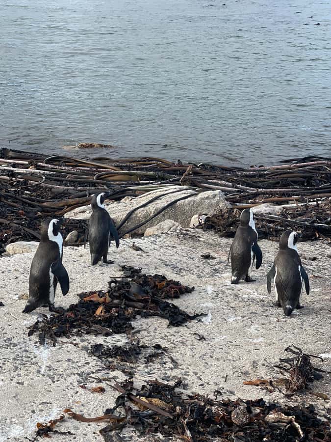 Cape Town: Cape Agulhas and Stony Point Penguin Tour - Struisbaai and L’Agulhas add local character