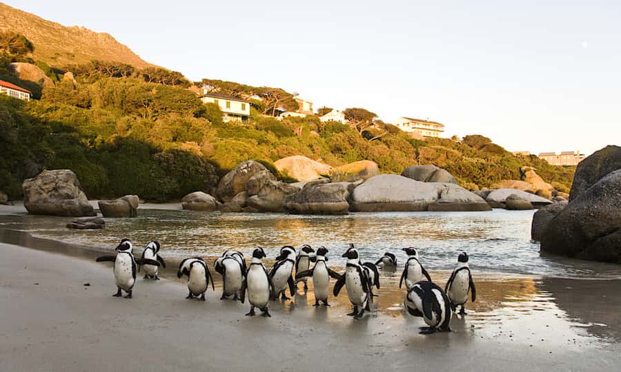 Cape Town: CAPE OF GOOD HOPE AND PENGUINS PRIVATE FULL DAY. - Simons Town and the naval connection