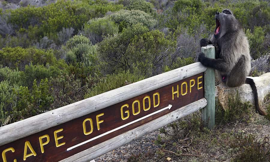 Cape Town: CAPE OF GOOD HOPE AND PENGUINS PRIVATE FULL DAY. - Starting above the city at Table Mountain