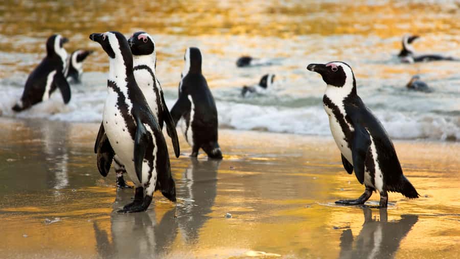 Cape Town: Cape of Good Hope & Boulders Beach Group Tour - Pickup from central Cape Town