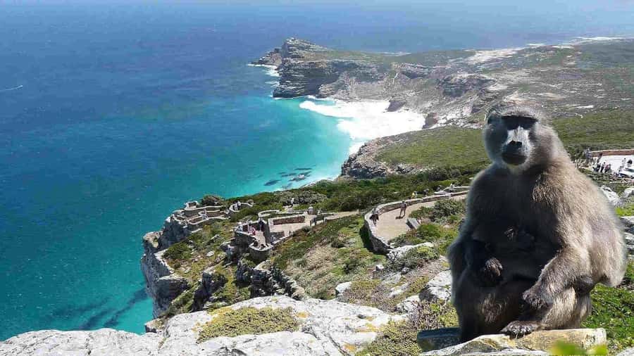 Cape Town: Cape of Good Hope & Cape Point Prebooked Ticket - How much time should you allow?