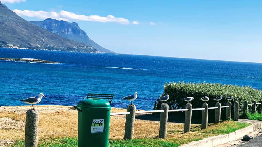 Cape Town: Cape of Good Hope & Penguins Full-Day Guided Tour - Why this Cape Peninsula day works