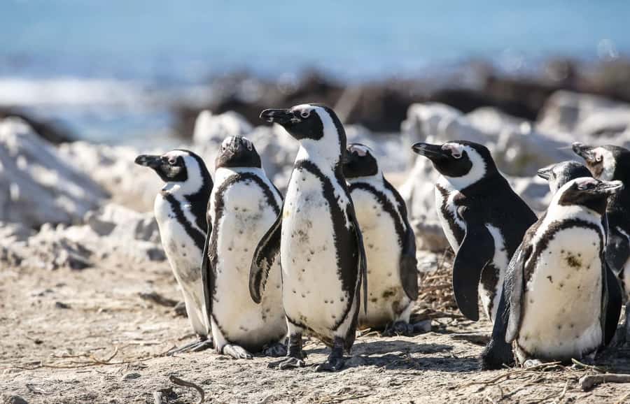 Cape Town: Cape of Good Hope & Penguins Full-Day Guided Tour - Muizenbergs beach huts and the final Bo-Kaap stop