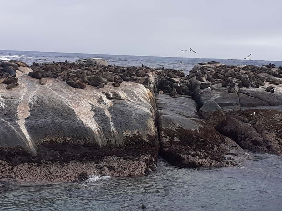 Cape Town: Cape of Good Hope, Seals and Penguins Day Tour - Noordhoek Farm Village and the optional coffee stop