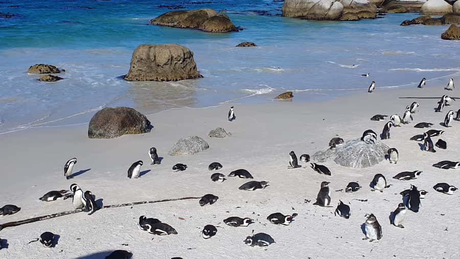 Cape Town: Cape of Good Hope, Seals and Penguins Day Tour - Cape Point and the Cape of Good Hope sign