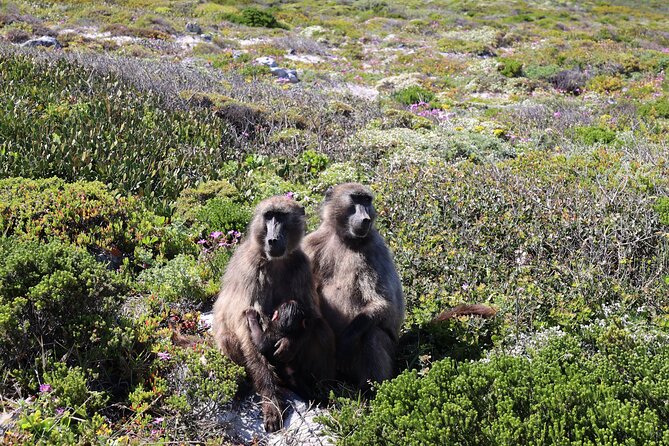 Cape Town: Cape of Good Hope, Table Mountain & Wine Tasting Tour - Cape Point Nature Reserve and the southwest tip