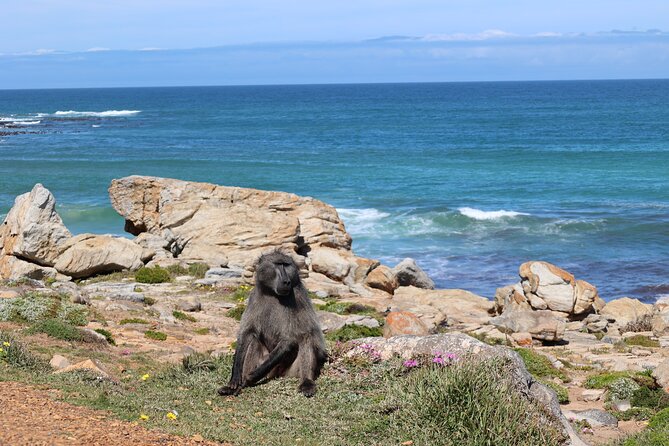 Cape Town: Cape of Good Hope, Table Mountain & Wine Tasting Tour - Chapmans Peak Drive and the ocean road