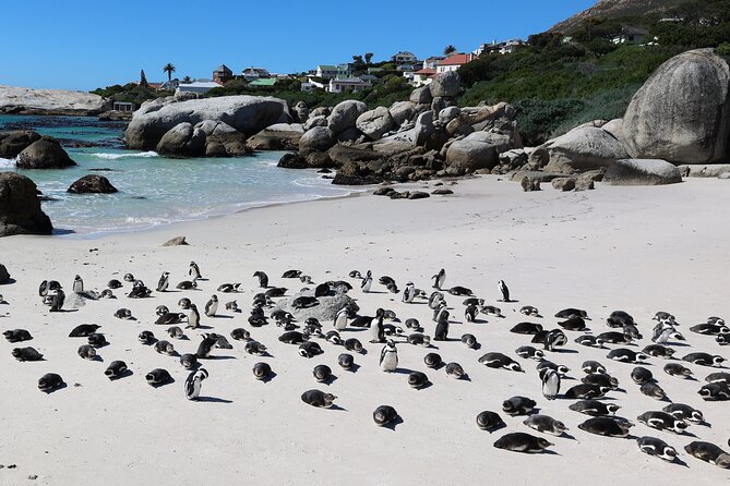 Cape Town: Cape of Good Hope, Table Mountain & Wine Tasting Tour - Camps Bay from Maidens Cove