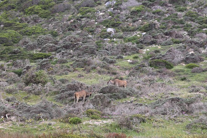 Cape Town: Cape of Good Hope, Table Mountain & Wine Tasting Tour - Table Mountain and the cableway