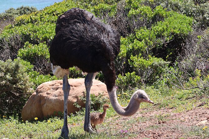 Cape Town: Cape of Good Hope Tour, Penguin Beach & Table Mountain - Cape Point adds a short walk or a paid funicular