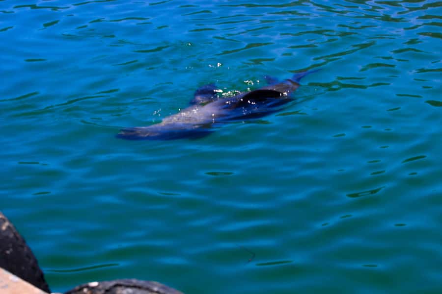 Cape Town: Cape Peninsula & Boulders Beach Shared Tour - St. James closes the route with a quick photo