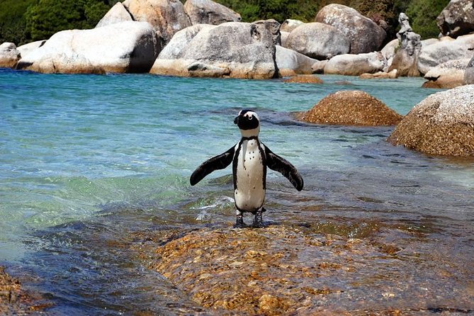 Cape Town: Cape Peninsula Private Tour Full Day - Boulders Beach and its penguin colony