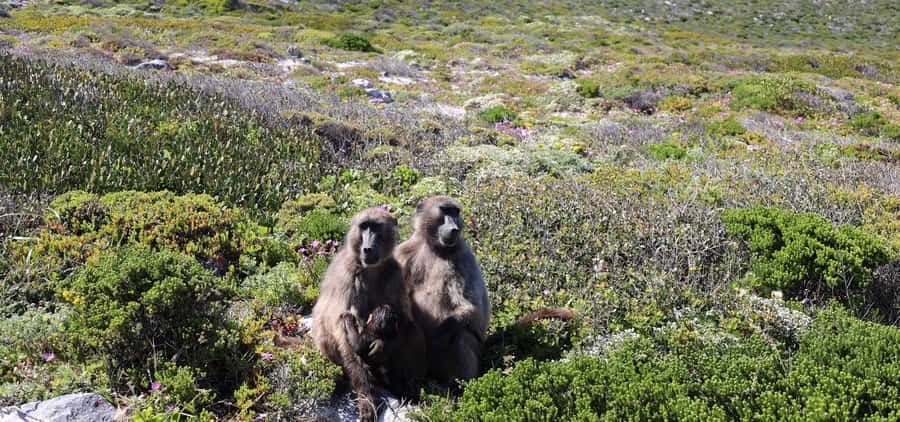 Cape Town: Cape Peninsula & Table Mountain Private Day Trip - Table Mountain depends on the weather