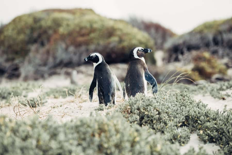 Cape Town: Cape Point and Penguin Colony Full Day Tour - Why this Cape Peninsula day works