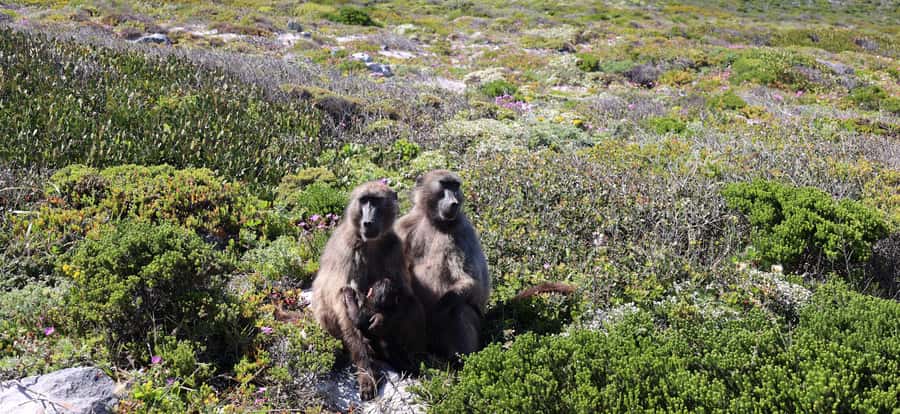 Cape Town: Cape Point & Boulders Beach Day Tour - Why this route works for a first Cape Town visit