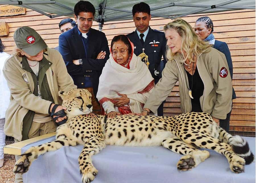 Cape Town: CHEETAH ENCOUNTER/WINE TESTING EXPERIENCE/LUNCH - A cheetah encounter before the wine country
