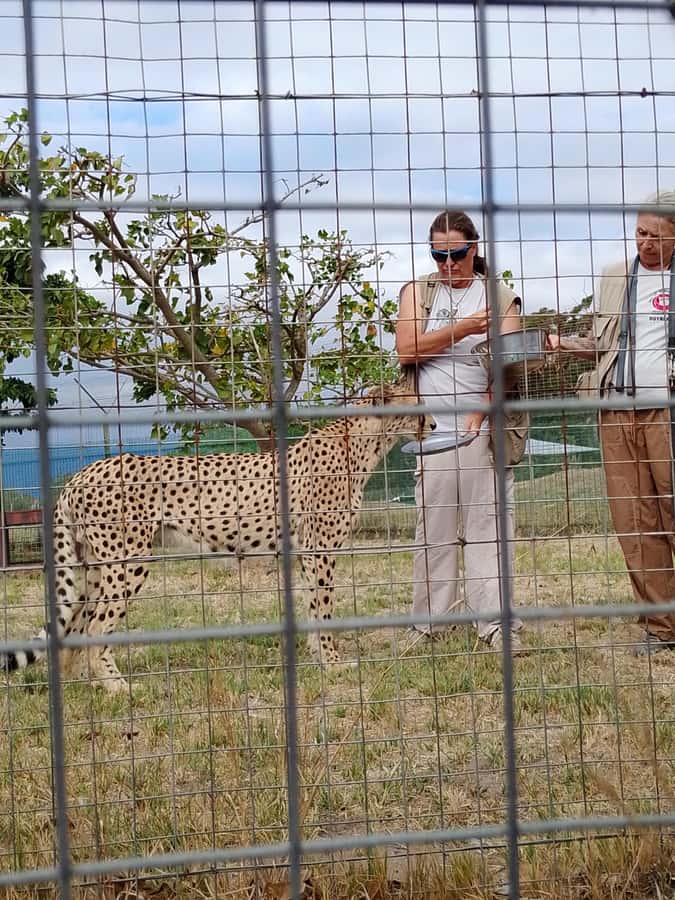 Cape Town: CHEETAH ENCOUNTER/WINE TESTING EXPERIENCE/LUNCH - Waterford for wine and chocolate