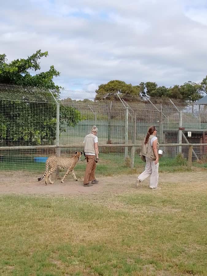 Cape Town: CHEETAH ENCOUNTER/WINE TESTING EXPERIENCE/LUNCH - Oldenburg closes the day with mountain views