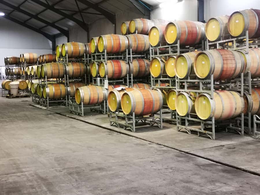 Cape Town: CHEETAH ENCOUNTER/WINE TESTING EXPERIENCE/LUNCH - What the private format is really worth