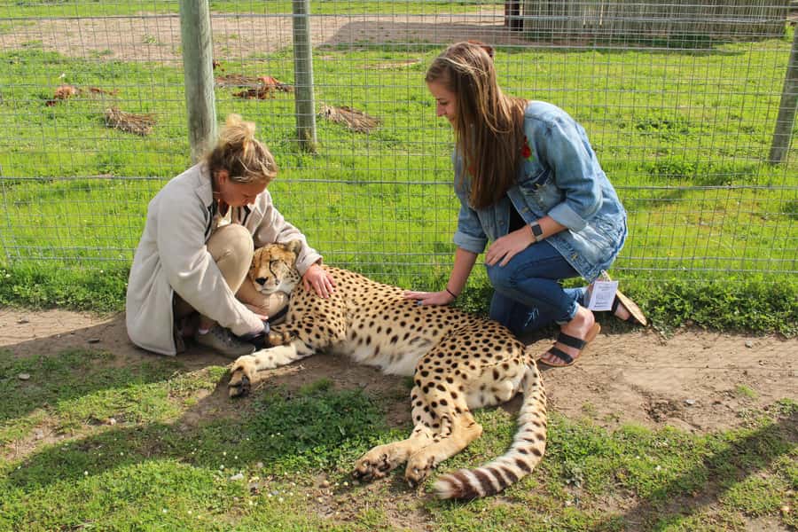 Cape Town: CHEETAH ENCOUNTER/WINE TESTING EXPERIENCE/LUNCH - Private driving makes the route easier