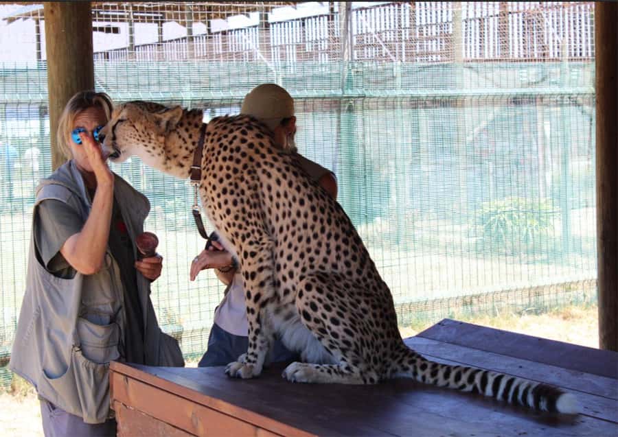 Cape Town: Cheetah Outreach and Winelands Day Tour - Three hours with the cheetahs