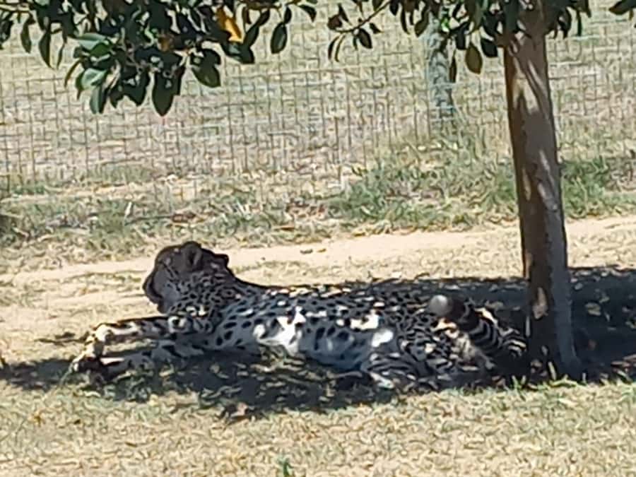 Cape Town: Cheetah Outreach and Winelands Day Tour - LAvenir Country Lodge and the first wine stop