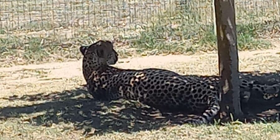 Cape Town: Cheetah Outreach and Winelands Day Tour - Spier Wine Farm and the longer tasting stop