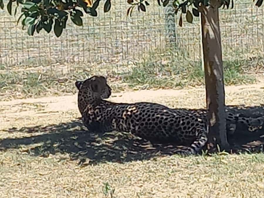 Cape Town: Cheetah Outreach and Winelands Day Tour - Who should book this day trip
