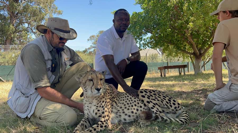 Cape Town: Cheetah Outreach, Giraffe Encounter & Wine Tour - Three Cape Town interests in one long day