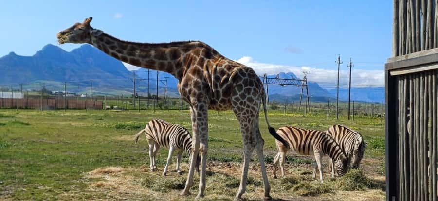 Cape Town: Cheetah Outreach, Giraffe Encounter & Wine Tour - Why the guide can make or break the day