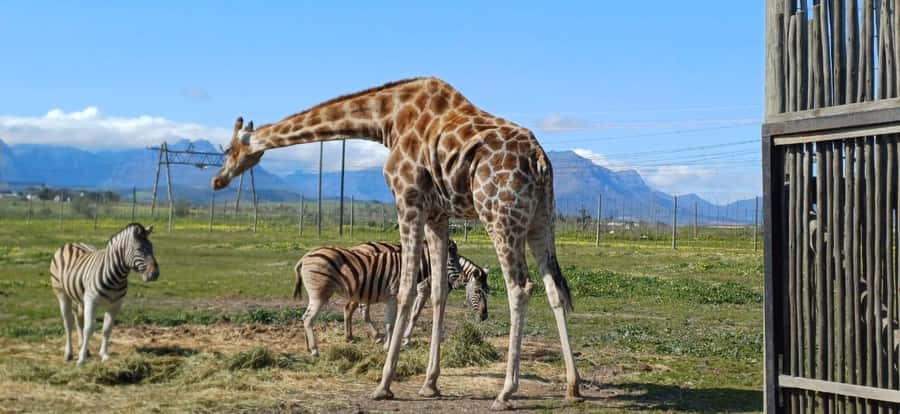 Cape Town: Cheetah Outreach, Giraffe Encounter & Wine Tour - Who should book this tour?