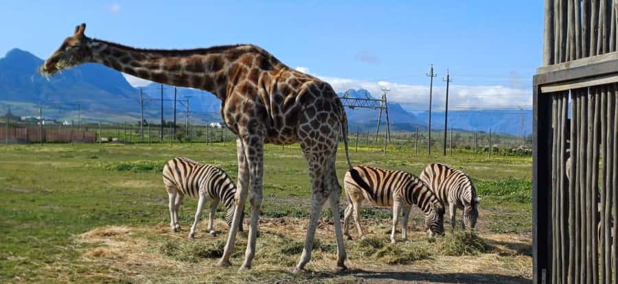 Cape Town: Cheetah Outreach, Giraffe Encounter & Wine Tour - What Cheetah Outreach adds to the day