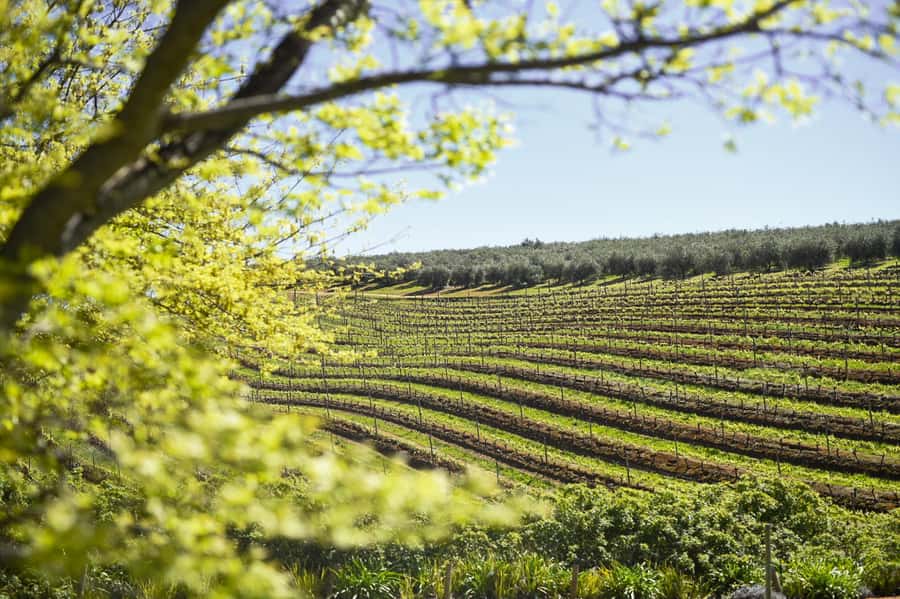 Cape Town: Constantia Half-Day Wine Tour & Tastings - The drive from Cape Town to the valley