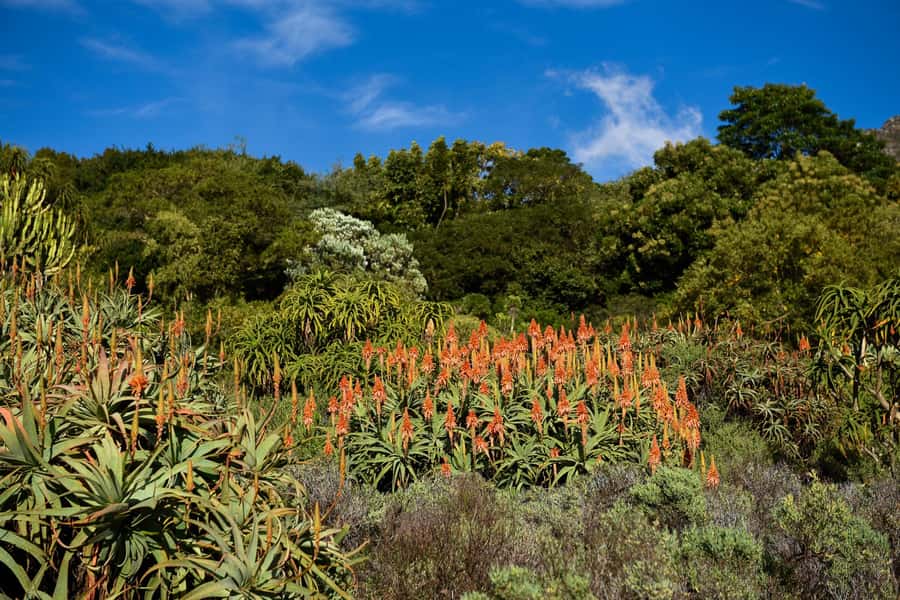Cape Town: Constantia Half-Day Wine Tour & Tastings - What the tastings are like