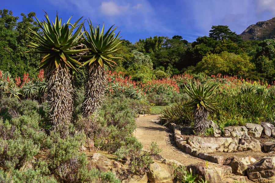 Cape Town: Constantia Half-Day Wine Tour & Tastings - The four-hour timing needs a closer look