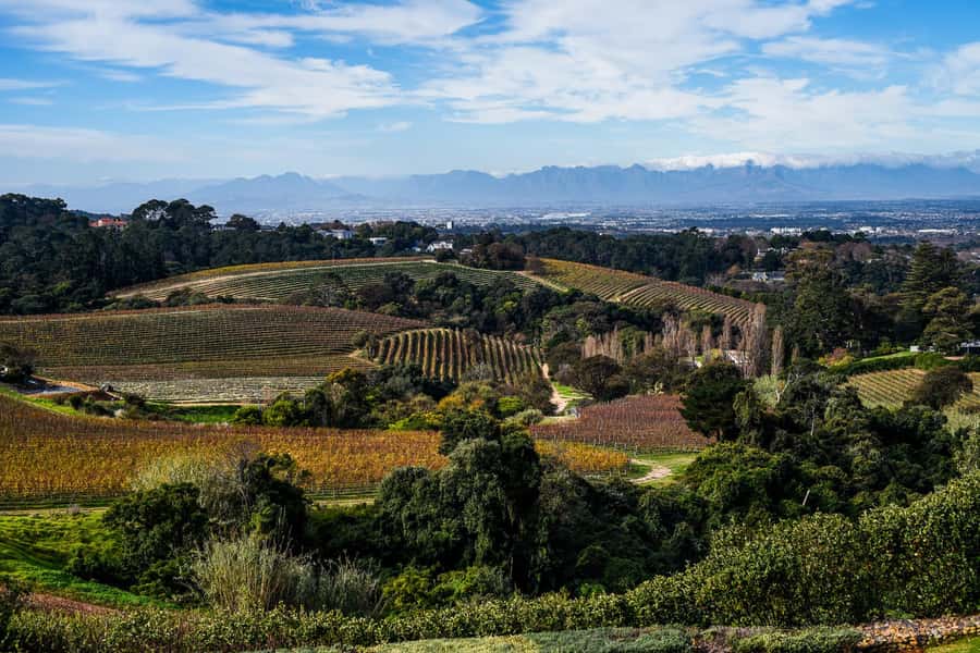 Cape Town: Constantia Half-Day Wine Tour & Tastings - Who will enjoy this tour most?