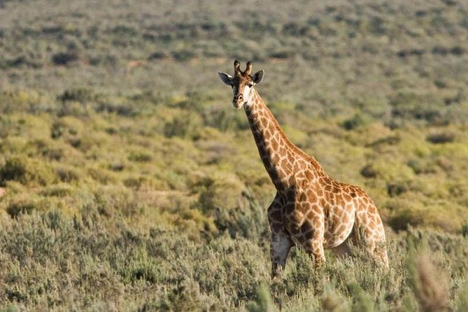 Cape Town Day Safari - Why Aquila works for a one-day safari from Cape Town