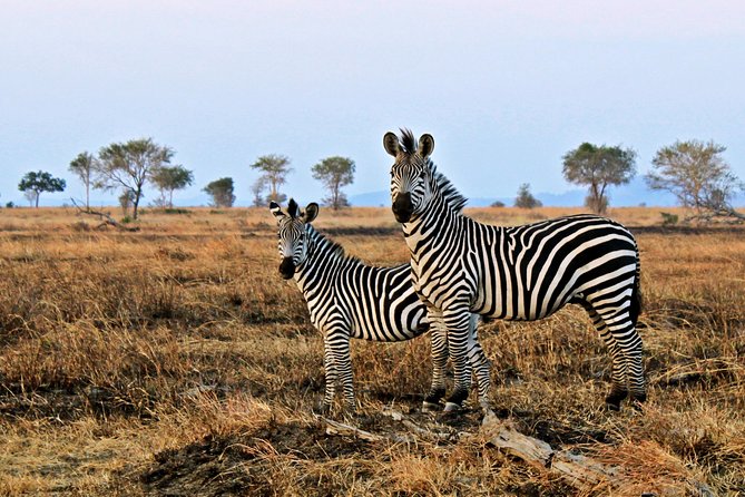 Cape Town Day Safari - Meals, waiting time, and the shape of the day
