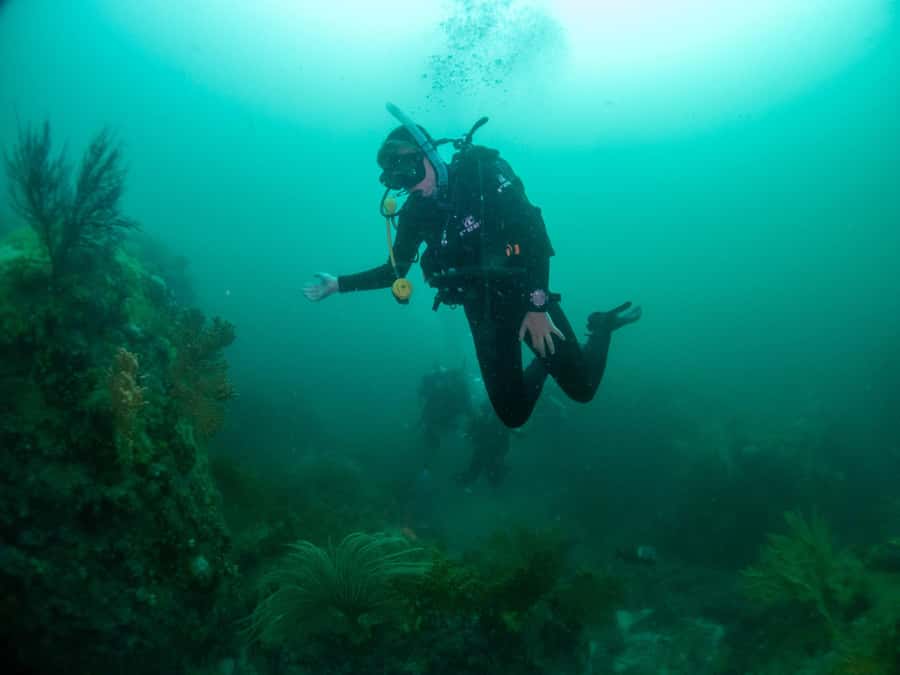 Cape Town: Discover Scuba Diving - 1 day experience - Long Beach and the Cape’s kelp forest