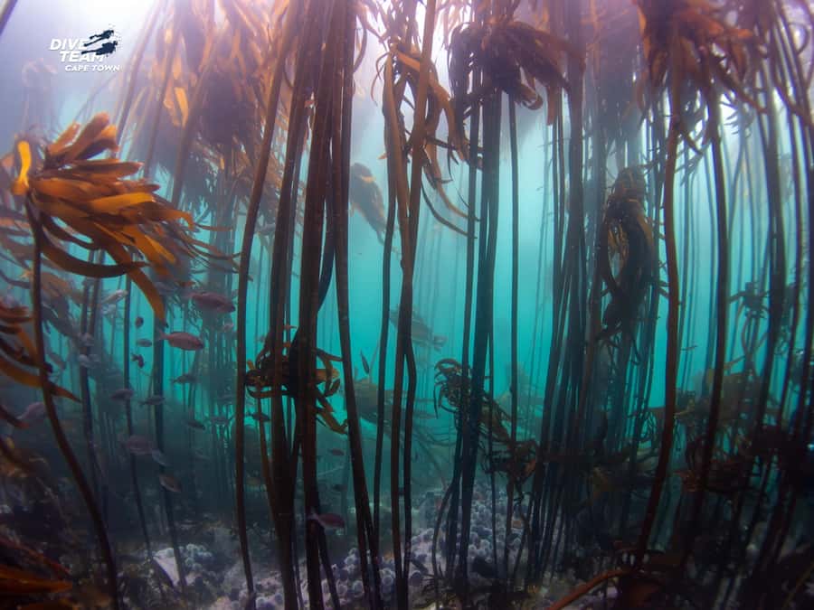Cape Town: Discover Scuba Diving - 1 day experience - Is $155 a fair price?