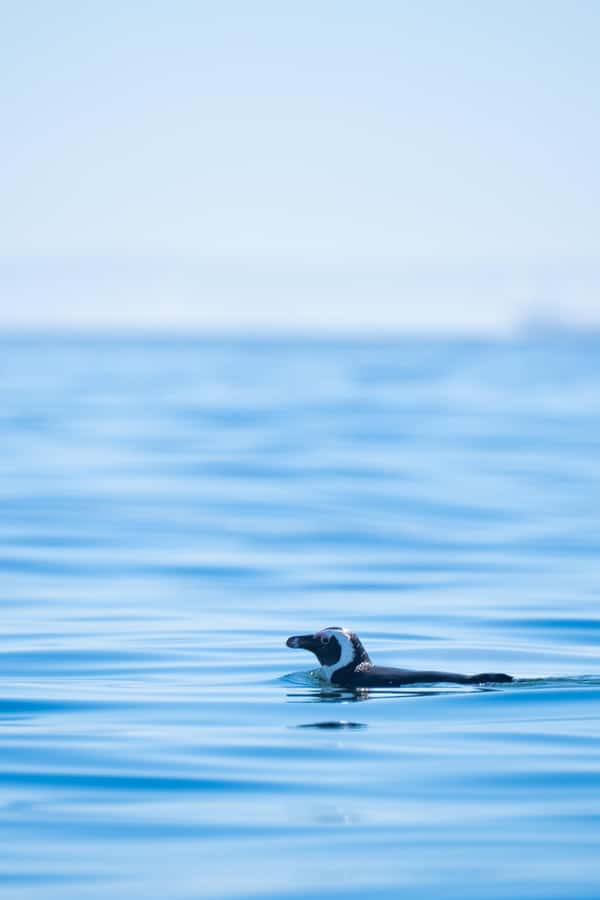 Cape Town: Dolphin & Ocean Wildlife Kayaking Adventure ⚓️ - Wildlife: dolphins, penguins, seals, and larger surprises