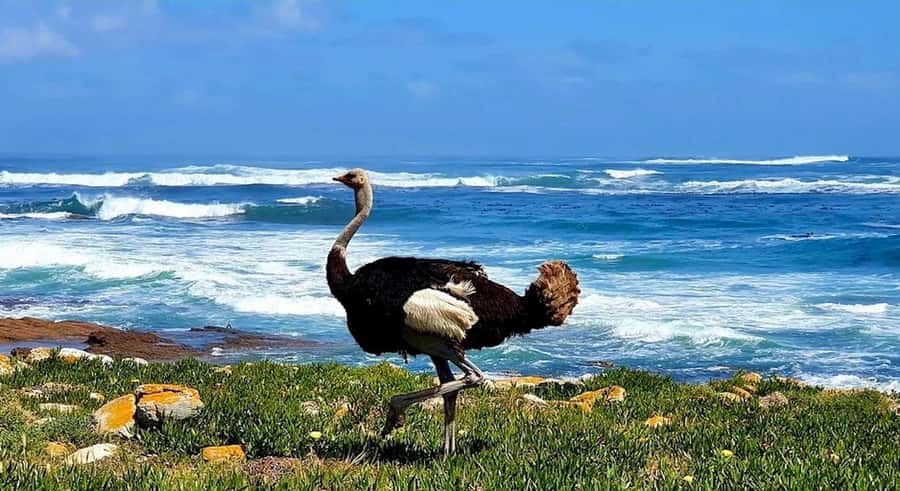 Cape Town: E-Bike Cape Peninsula Tour - The drive along Chapman’s Peak
