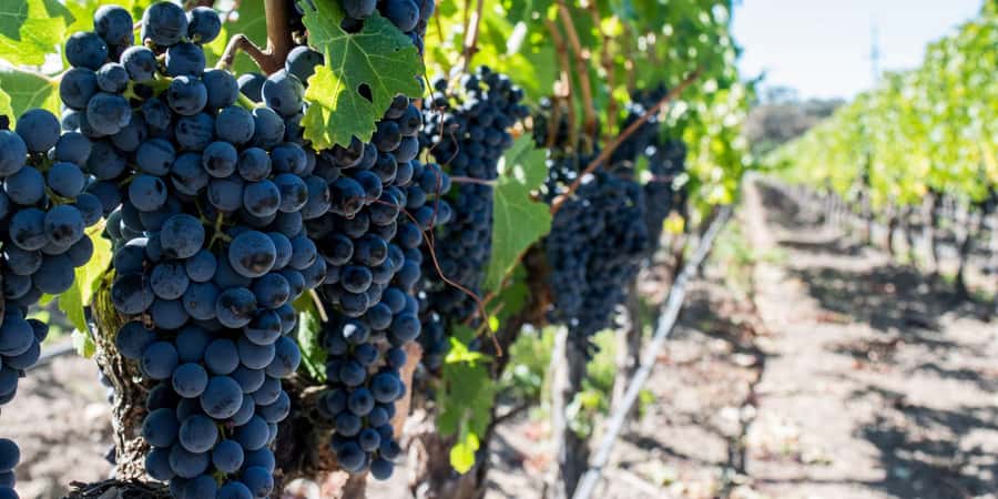 Cape Town: Franschhoek and Wine Tram Tour - Franschhoek town gives you a break from tastings