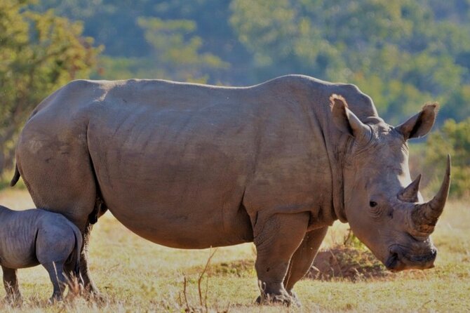 Cape Town Full Day Aquila reserve safari - Key points before you book