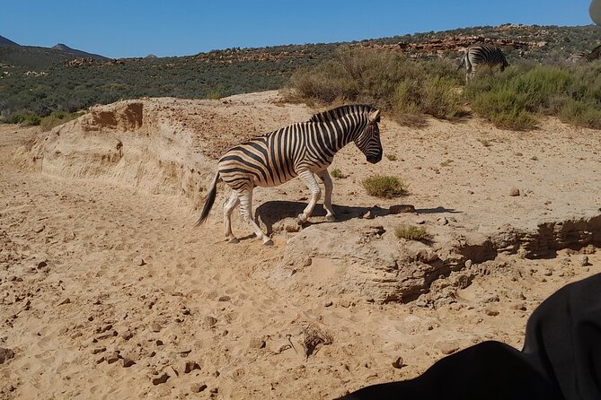 Cape Town Full Day Aquila reserve safari - What the game drive is really like