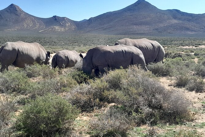 Cape Town Full Day Aquila reserve safari - Lunch, WiFi, and the value of the package